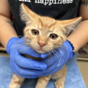 Lorax -  Domestic Short Hair Cat for Adoption in Lynchburg, Virginia - Lorax | PetCurious