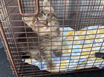 A009768 -  Domestic Medium Hair Cat for Adoption in Ontario, California - A009768 | PetCurious