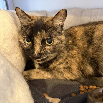Abby -  Domestic Short Hair Cat for Adoption in Alexandria, Virginia - Abby | PetCurious