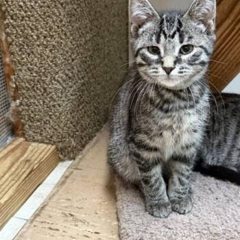 Goliath -  Domestic Short Hair Cat for Adoption in Chisholm, Minnesota - Goliath | PetCurious