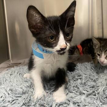 Bandit -  Domestic Short Hair Cat for Adoption in Milton, Florida - Bandit | PetCurious