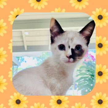 Riju (Zelda) -  Siamese Cat for Adoption in Davis, California - Riju (Zelda) | PetCurious