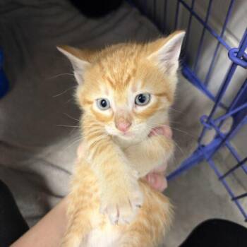 Ethan -  Domestic Short Hair Cat for Adoption in Burlington, Iowa - Ethan | PetCurious