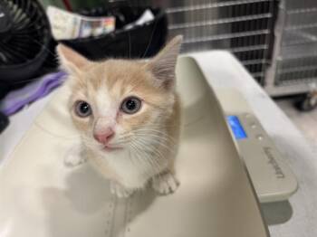 SOLE -  Domestic Short Hair Cat for Adoption in Grand Prairie, Texas - SOLE | PetCurious