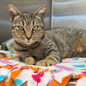 Rescue Domestic Short Hair Cats for Adoption in Austin, Texas - Rhaenyra | PetCurious