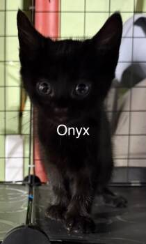 Onyx -  Domestic Short Hair Cat Available for Adoption in Johnson City, Tennessee - Onyx | PetCurious