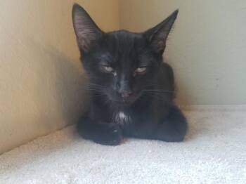 Asher -  Domestic Short Hair Cat for Adoption in Darien, Georgia - Asher | PetCurious