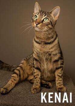 Rescue Tabby Cats for Adoption in Quincy, Ohio - Kenai | PetCurious