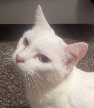 Rescue Domestic Short Hair Cats for Adoption in Caro, Michigan - Billy Jo | PetCurious