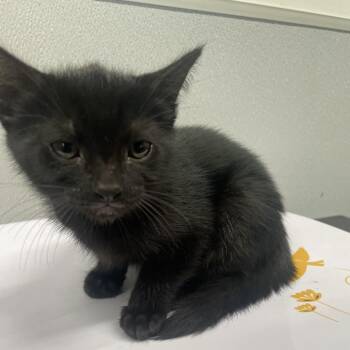 Domestic Short Hair Cats Available for Adoption in Tampa, Florida - Vale | PetCurious