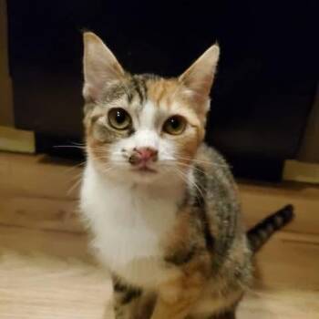 Calico and Tabby Cats Available for Adoption - Isabella | PetCurious