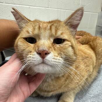 Pumpkin -  Domestic Short Hair Cat for Adoption in Murray, Utah - Pumpkin | PetCurious