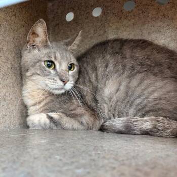 Astin 29 -  Domestic Short Hair Cat for Adoption in Philadelphia, Pennsylvania - Astin 29 | PetCurious