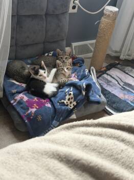 Coach -  Domestic Short Hair Cat for Adoption in Broomall, Pennsylvania - Coach | PetCurious