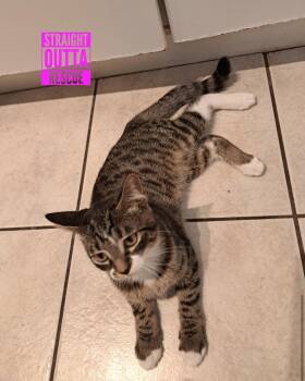 Rescue Tabby Cats for Adoption in Vancouver, British Columbia - Flicker | PetCurious