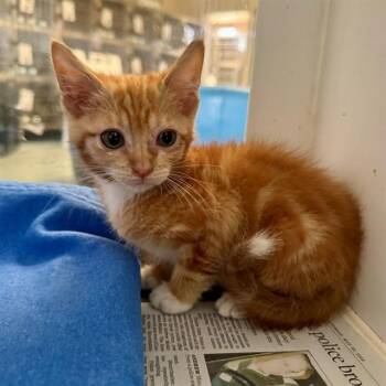 FLAREON -  Domestic Short Hair Cat for Adoption in Riverside, California - FLAREON | PetCurious