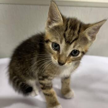 Kira -  Domestic Short Hair Cat for Adoption in Tampa, Florida - Kira | PetCurious