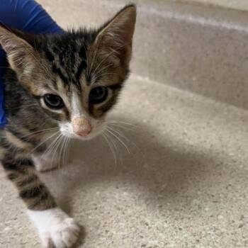 Hershey 26-08-002 -  Domestic Short Hair Cat for Adoption in Bastrop, Texas - Hershey 26-08-002 | PetCurious