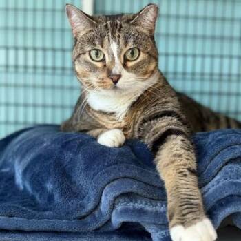 BUTTERBALL -  Domestic Long Hair Cat for Adoption in Fernandina Beach, Florida - BUTTERBALL | PetCurious