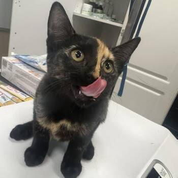 Jimena -  Manx Cat for Adoption in Lake Panasoffkee, Florida - Jimena | PetCurious