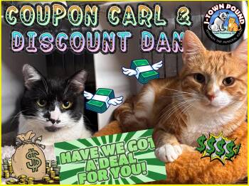 Discount Dan & Coupon Carl -  Domestic Short Hair Cat for Adoption in Jefferson, New Jersey - Discount Dan & Coupon Carl | PetCurious