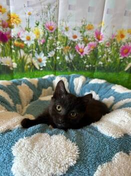 Domestic Medium Hair Cats Available for Adoption in Newberg, Oregon - Zahra | PetCurious