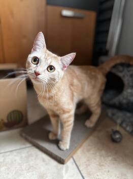 Turmeric -  Domestic Short Hair Cat Available for Adoption in Calgary, Alberta - Turmeric | PetCurious