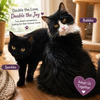 Bubbles & Sparkles-Double the Love -  Tuxedo Cat for Adoption in Laurel, Maryland - Bubbles & Sparkles-Double The Love | PetCurious