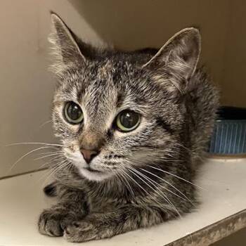 Birdie -  Domestic Short Hair Cat for Adoption in Dekalb, Illinois - Birdie | PetCurious