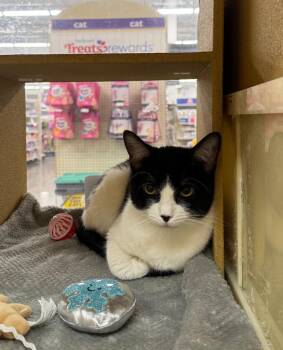 Domestic Short Hair Cats Available for Adoption - Kirbee Purrs | PetCurious