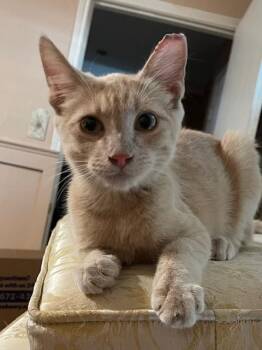 Rescue Domestic Short Hair Cats for Adoption in San Antonio, Texas - Perry | PetCurious