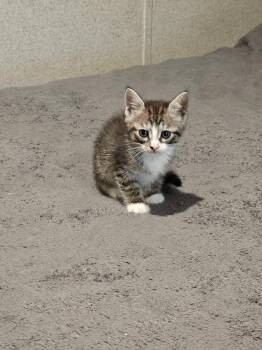 Adelaide -  Domestic Short Hair Cat Available for Adoption in The Woodlands, Texas - Adelaide | PetCurious