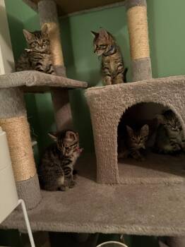 Xtra Crispy -  Domestic Short Hair Cat for Adoption in Virginia Beach, Virginia - Xtra Crispy | PetCurious