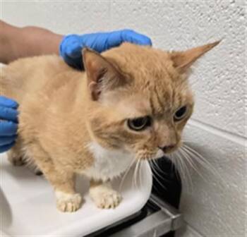 TODD -  Domestic Short Hair and Scottish Fold Cat for Adoption in Derwood, Maryland - TODD | PetCurious