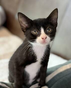 Rey -  American Shorthair and Domestic Short Hair Cat for Adoption in Richardson, Texas - Rey | PetCurious