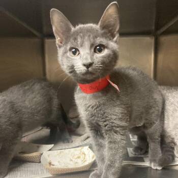 Pierogi -  Domestic Short Hair Cat for Adoption in Chicago, Illinois - Pierogi | PetCurious
