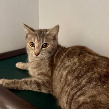 Domestic Short Hair Cats Available for Adoption - Louise | PetCurious