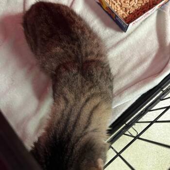 72580 -  Domestic Short Hair Cat for Adoption in Harrisonburg, Virginia - 72580 | PetCurious