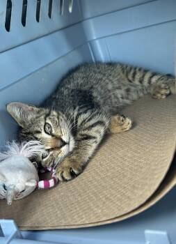 Vicky -  Domestic Short Hair Cat for Adoption in Trenton, New Jersey - Vicky | PetCurious