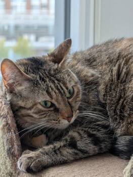 Torbie Cats Available for Adoption in Burnaby, British Columbia - Jethrine | PetCurious