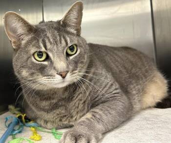 Domestic Medium Hair Cats Available for Adoption in Santa Cruz, California - NANA | PetCurious