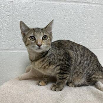 SVAS-Stray-39197 -  Domestic Short Hair Cat for Adoption in Lyndhurst, Virginia - SVAS-Stray-39197 | PetCurious