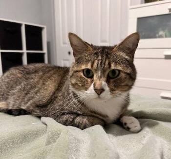 Domestic Short Hair and Tabby Cats Available for Adoption in Rockville, Maryland - Mabel | PetCurious