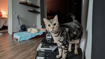 Annie (pure bred bengal) gets raw diet -  Bengal Cat for Adoption in Port Orange, Florida - Annie (pure Bred Bengal) Gets Raw Diet | PetCurious