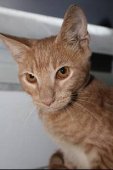 CREAMSICLE -  Domestic Short Hair Cat for Adoption in Miami, Florida - CREAMSICLE | PetCurious