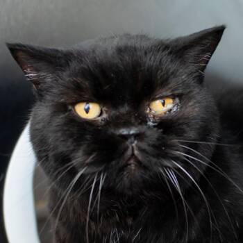 British Shorthair Cats Available for Adoption - Mulligan | PetCurious