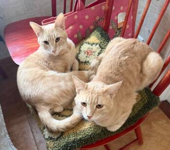 Nugget - Bonded Pair -  Tabby Cat for Adoption in Los Angeles, California - Nugget - Bonded Pair | PetCurious
