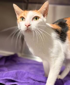 Rescue Domestic Short Hair Cats for Adoption in Labelle, Florida - Molly | PetCurious