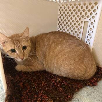 Laufey -  Domestic Short Hair Cat for Adoption in Binghamton, New York - Laufey | PetCurious