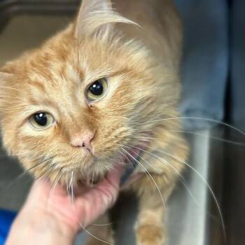 Domestic Long Hair Cats Available for Adoption - Odie | PetCurious